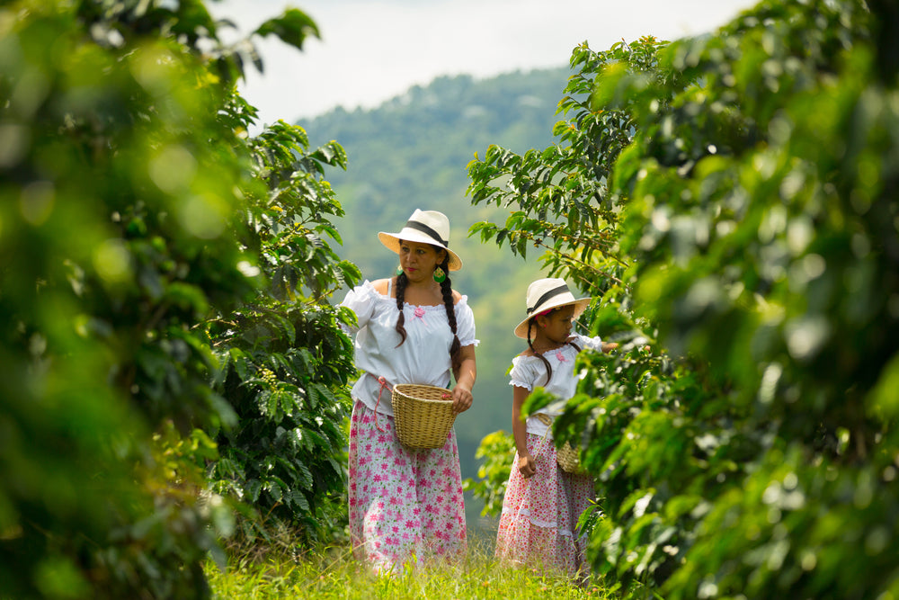 Latin American Blend